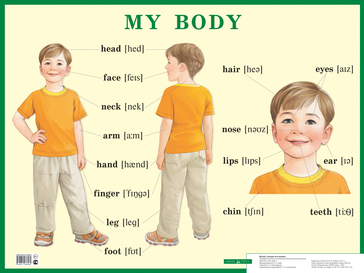 Описание человека для детей. Части тела на английском языке. Части тела по английскому языку для детей. Тело человека на английском языке. Части тела на английском для малышей.