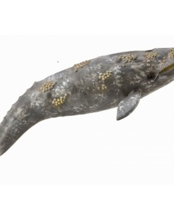 Миниатюра фотографии Collecta серый кит