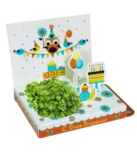 Набор для выращивания С Днём рождения! Совёнок Happy Plant