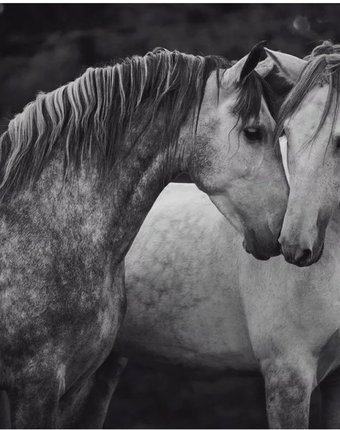 Миниатюра фотографии Котеин картина по номерам пара лошадей 30х30 см