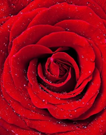 Color Kit Картина со стразами Красная роза