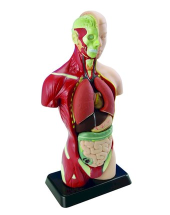 Миниатюра фотографии Набор для опытов edu-toys тело + органы 27 см