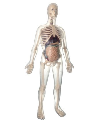Набор для опытов Edu-Toys скелет + органы 56 см
