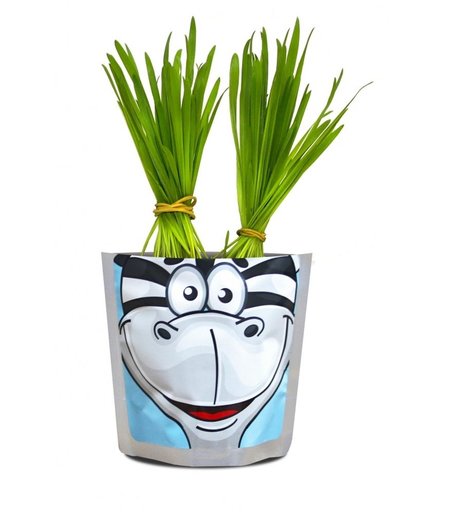 Набор для выращивания Сафари Зебра Happy Plant