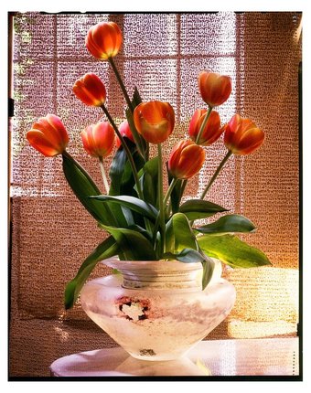 Роспись по холсту Рыжий кот Тюльпаны в прозрачной вазе