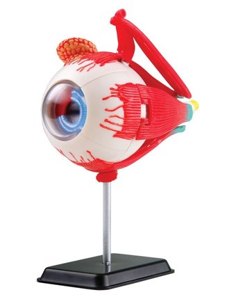 Миниатюра фотографии Набор для опытов edu-toys глаз