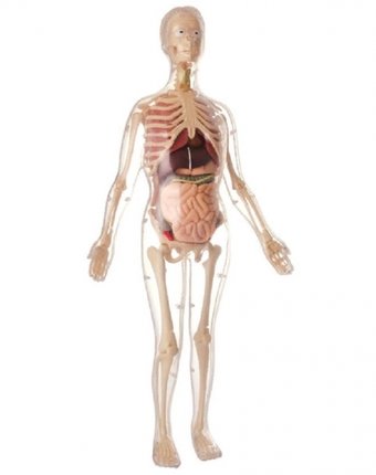 Миниатюра фотографии Набор для опытов edu-toys скелет + органы 56 см
