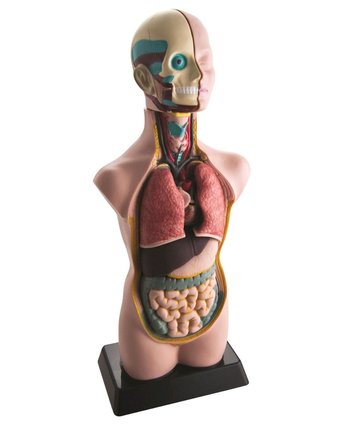 Миниатюра фотографии Набор для опытов edu-toys тело + органы 50 см