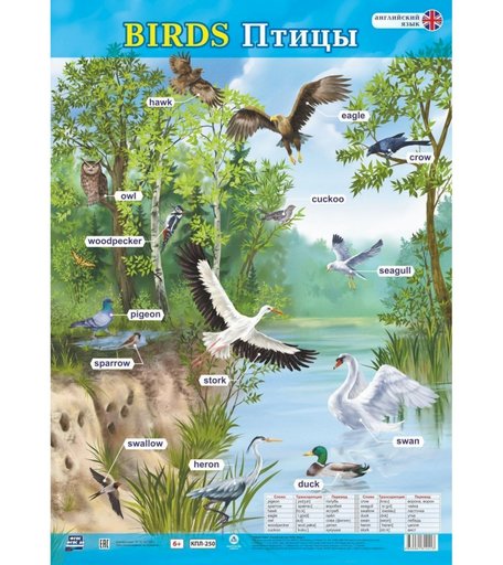 Плакат Издательство Учитель Английский язык. Birds. Птицы. Формат А2