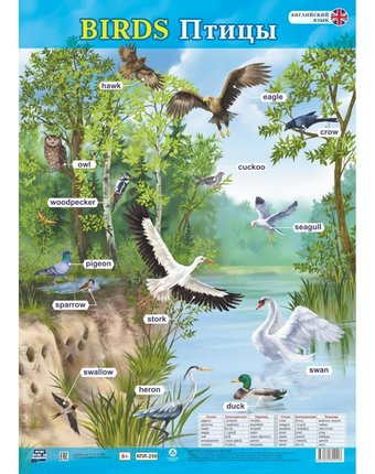 Плакат Издательство Учитель Английский язык. Birds. Птицы. Формат А2