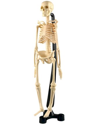 Миниатюра фотографии Набор для опытов edu-toys сборная модель скелета