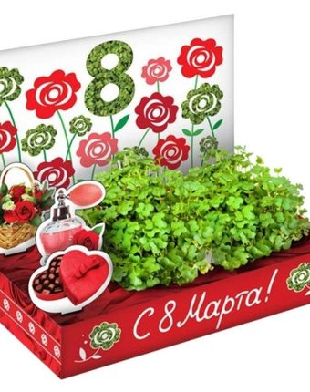 Набор для выращивания 8 марта № 2 - Розы Happy Plant