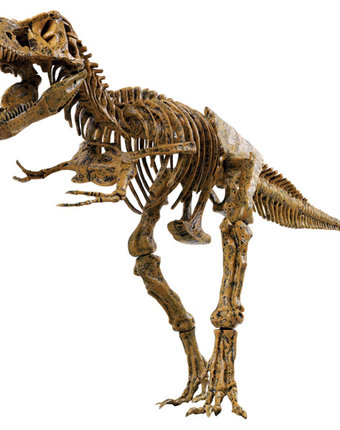 Миниатюра фотографии Набор для опытов edu-toys скелет динозавра. t-rex